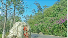 �������ľ�������